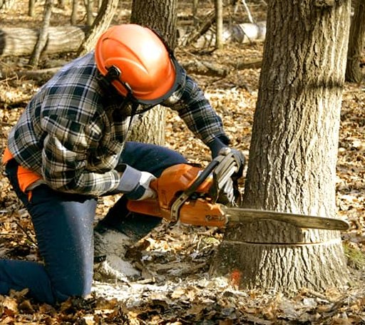 Tree Removal in Wilson, WY